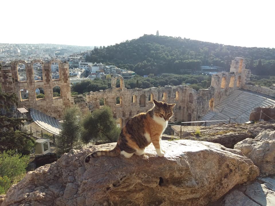 Calico cat sitting on a rock in Acropolis Athens Greece background Odeon Herodes Attikus