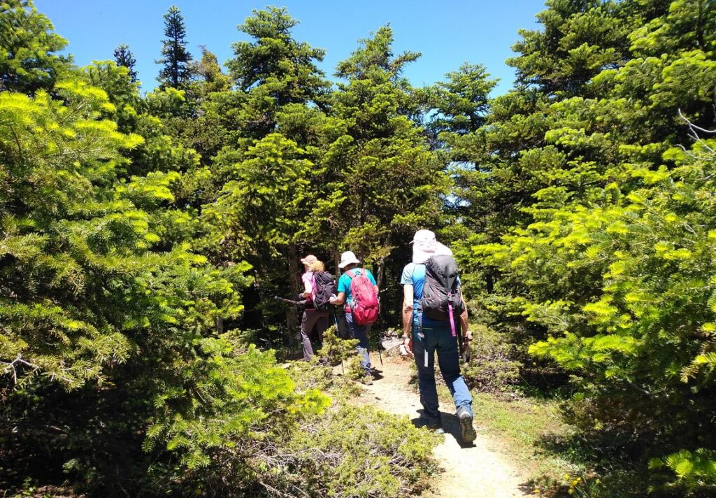 Hikers inside a pine forest in Parnitha mountain Athens Greece