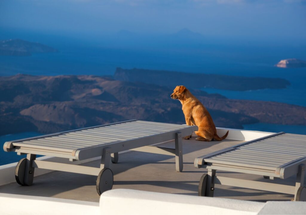 Greek dog in Santorini island