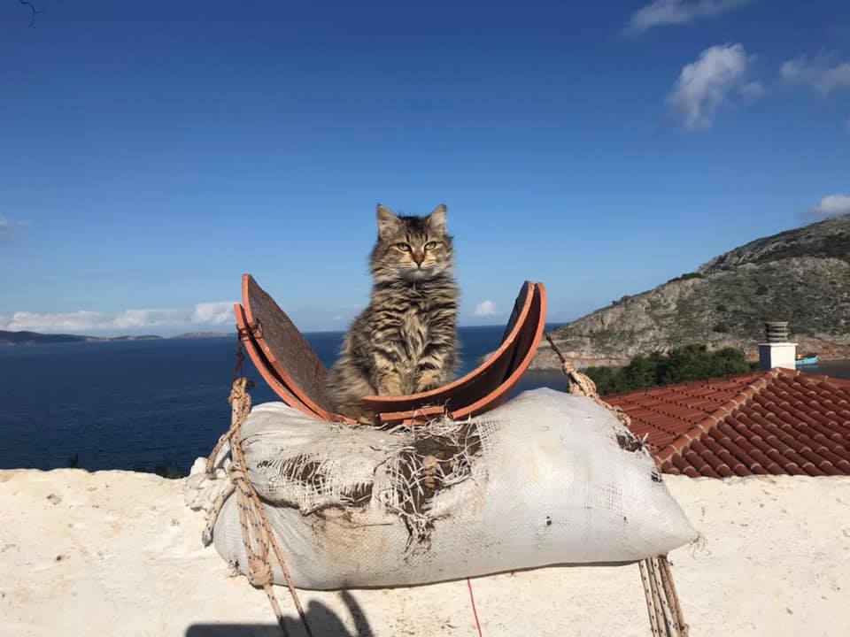 Animal Welfare in Greece - Travel the Greek Way