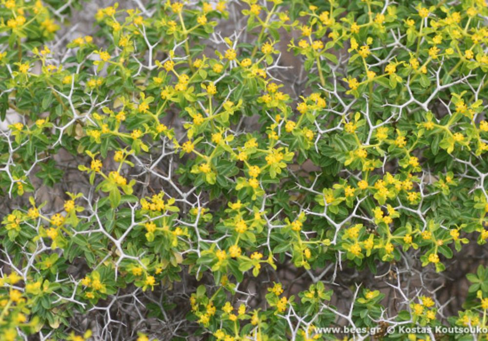 Hike Safely in Greece, wildplant bush with thorns and yellow flowers