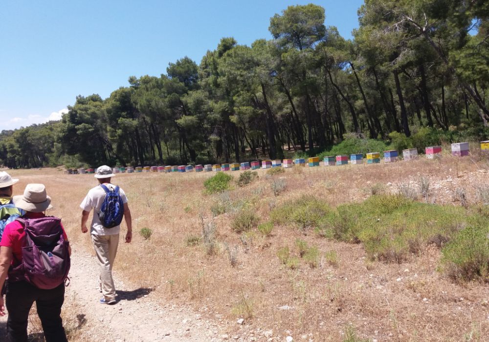 Hike Safely in Greece, Hikers walking by a forest with bees