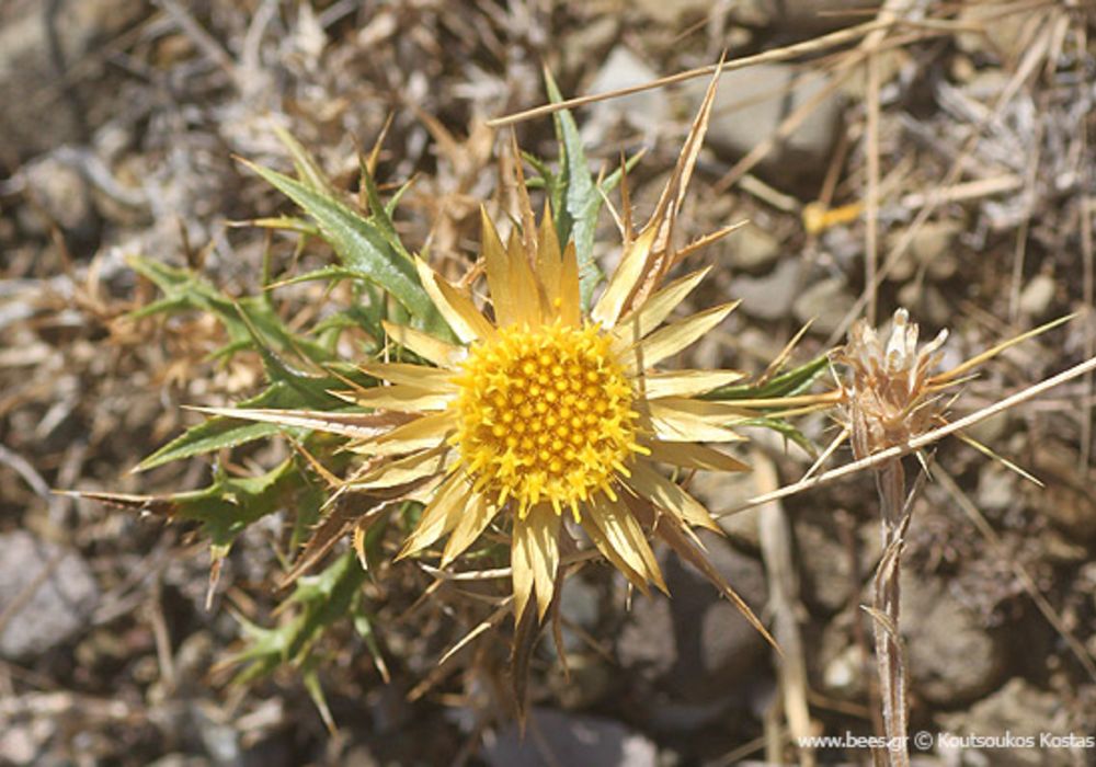 Hike Safely in Greece, yellow wildflower with thorns
