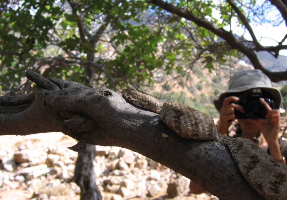 woman takes a photo of a viper on a branch