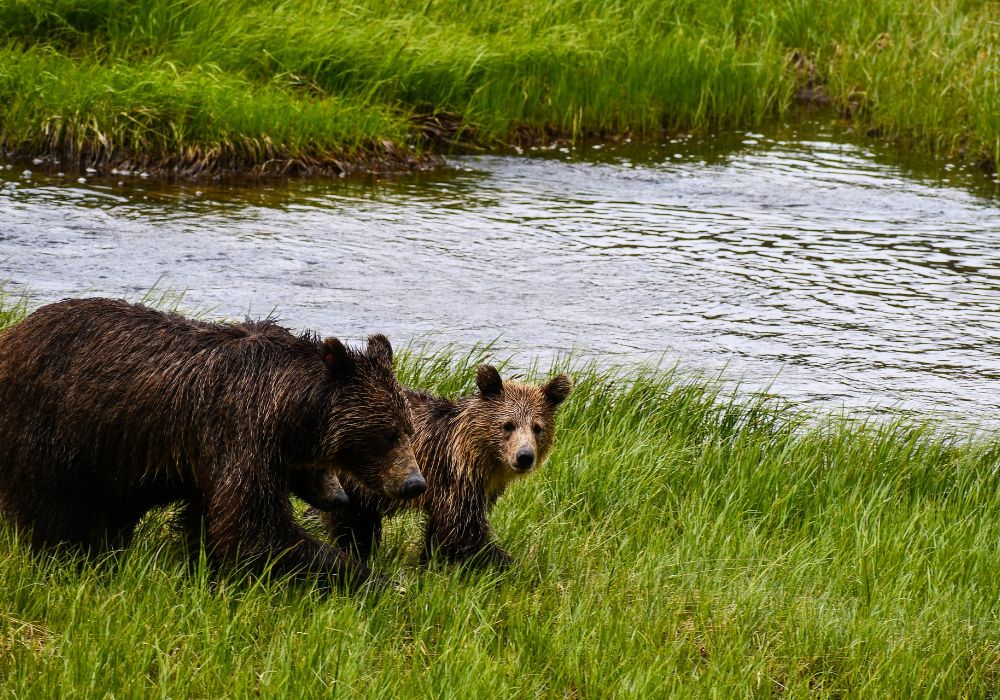 Mama bear and cub are walking by a river