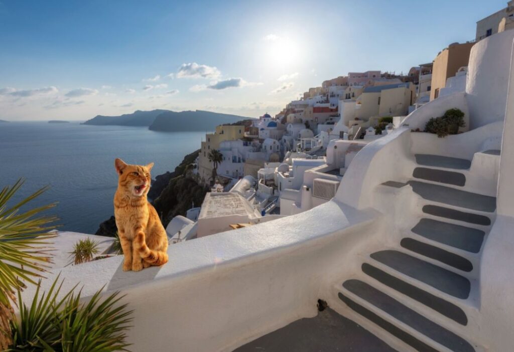 Greece Packing List: A ginger cat in Santorini yawning