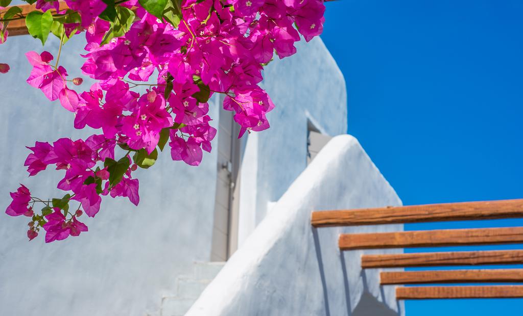 whitewashed house with bougainvillea in Milos