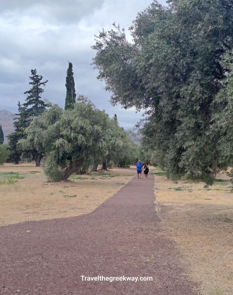 Pathway lined with olive trees at the Marathon Tumulus archaeological site in Greece.