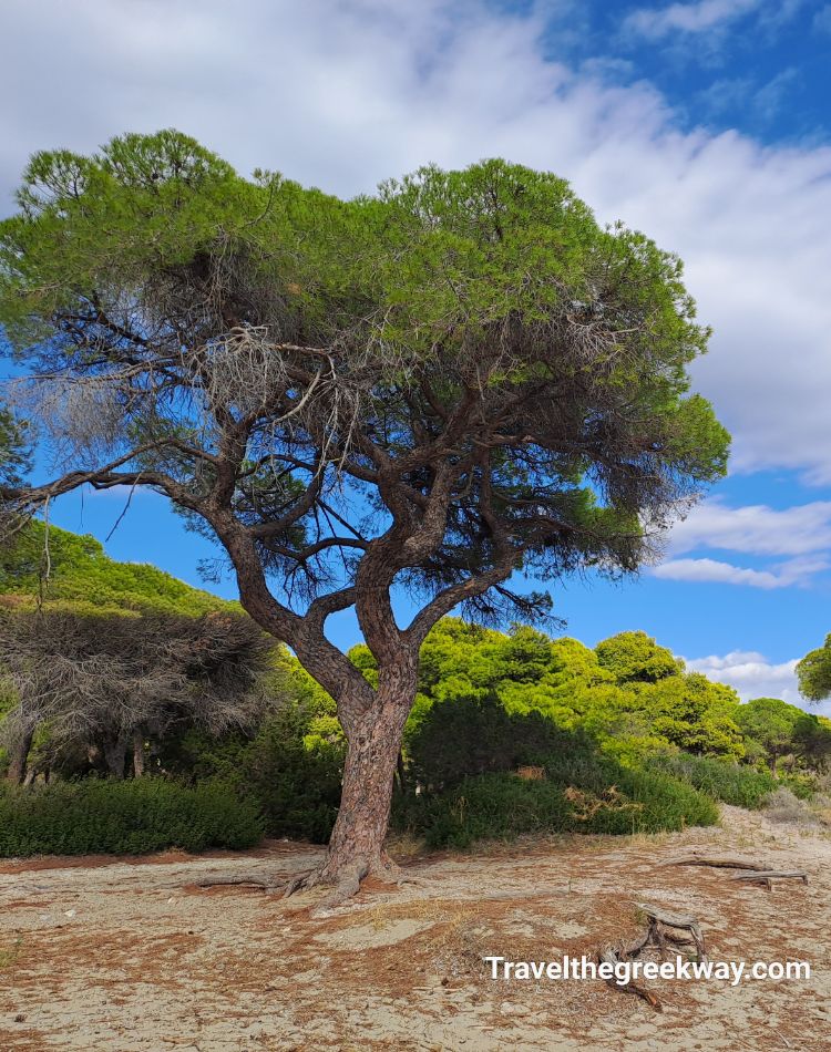 Large pine tree at Schinias Beach, Marathon, surrounded by lush greenery under a bright sky.