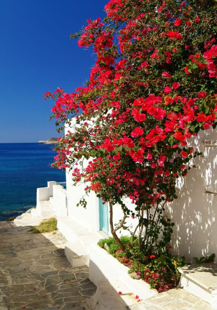 Sifnos Greece alley with a beautiful bougainvillea
