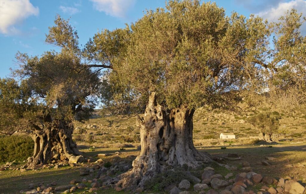 The ancient elaionas- olive tree groves- in Aegina island. 