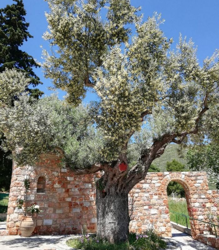Saint efraim monastery entrance with olive tree in Marathon Greece