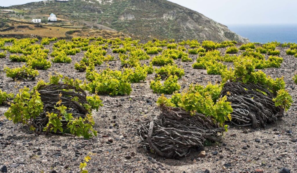 Santorini island vines
