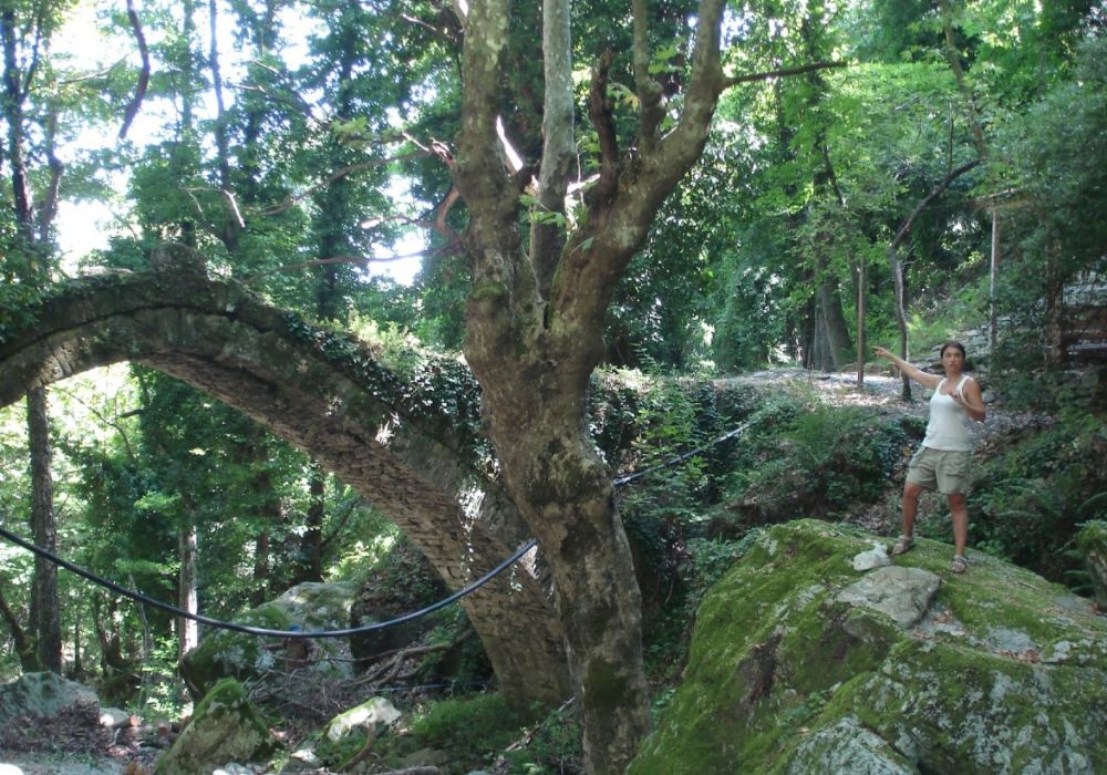Evgenia in Tsagkarada Pelion beside an old stone bridge and a lot of trees in Makrinitsa Pelion Greece.