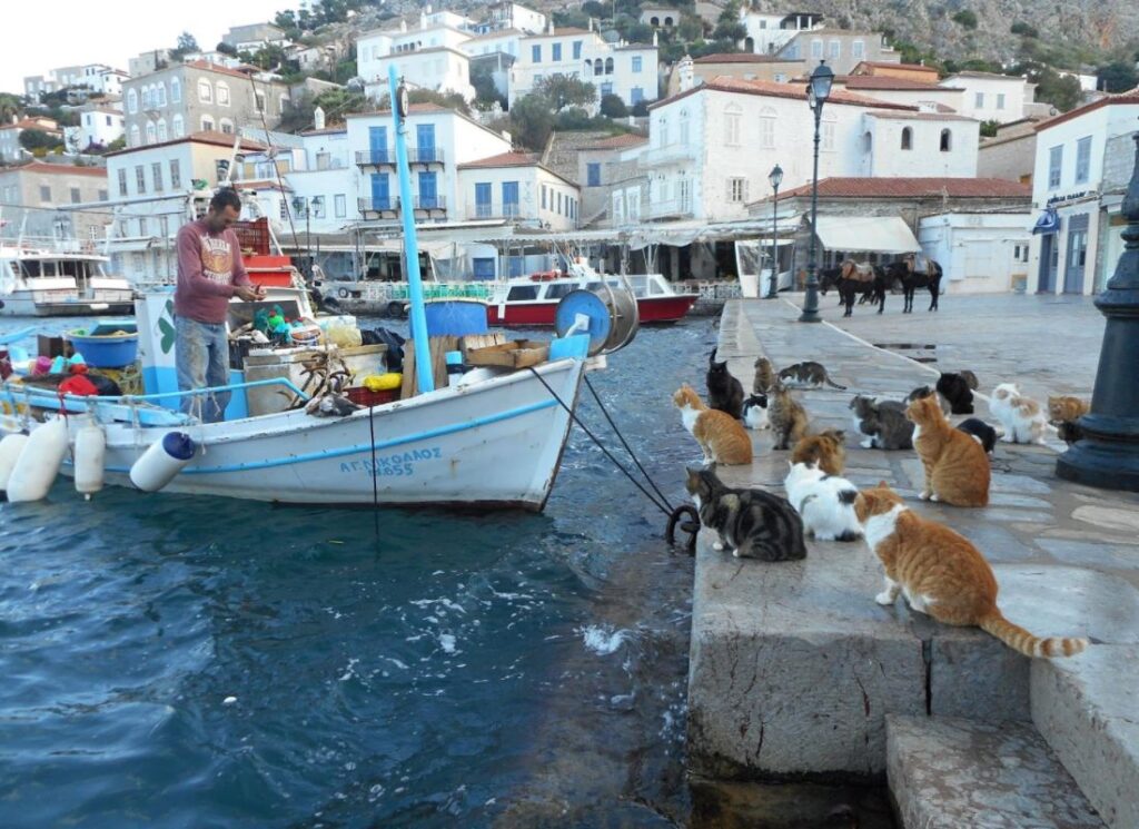 Best Things to Do in Hydra Greece:  cats watching a fisherman for fish