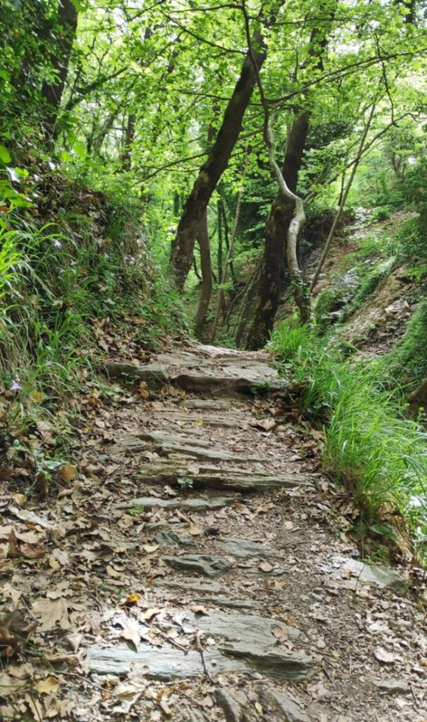 Some stairs in the forest and lot of green and trees in Makrinitsa Pelion Greece.