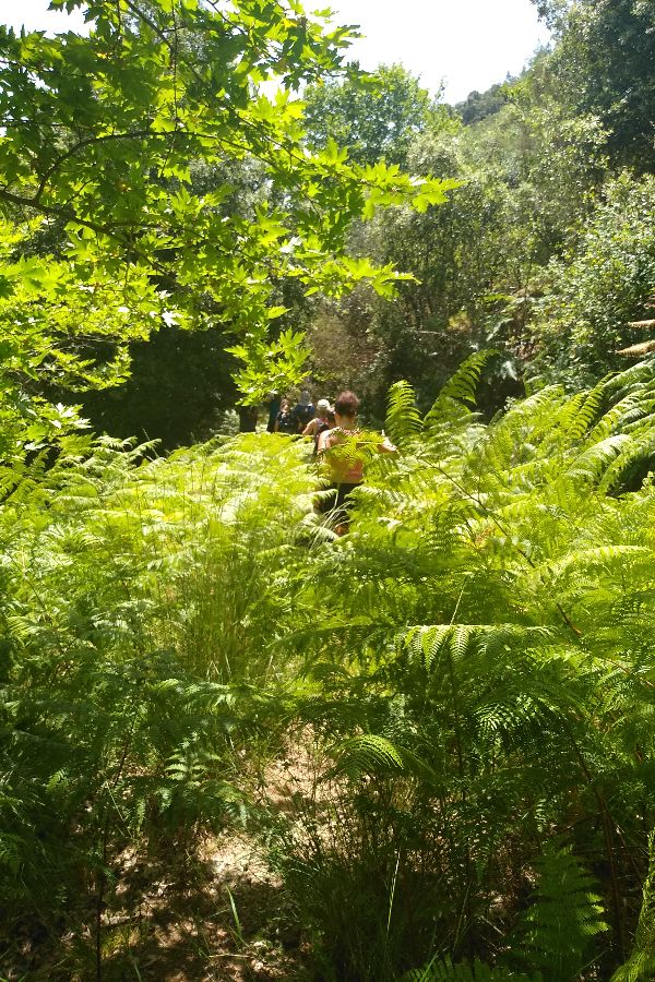 Some people in a lot of green in Nemouta Water falls in Ancient Olympia Greece.