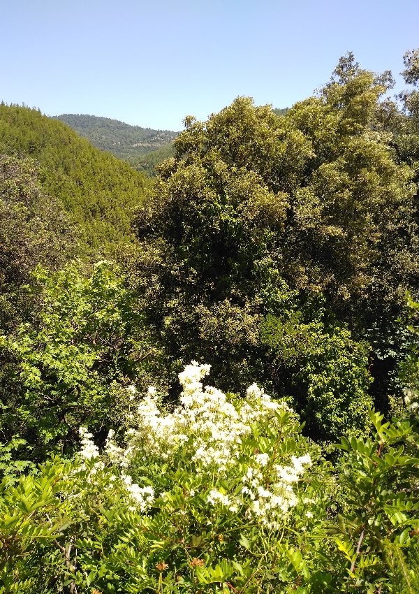 A lot of green and trees and a blue sky in Nemouta Water falls in Ancient Olympia Greece.