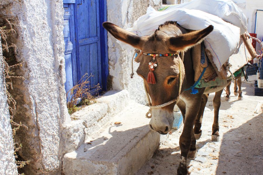 Best Things to Do in Hydra Greece:  a laden doneky