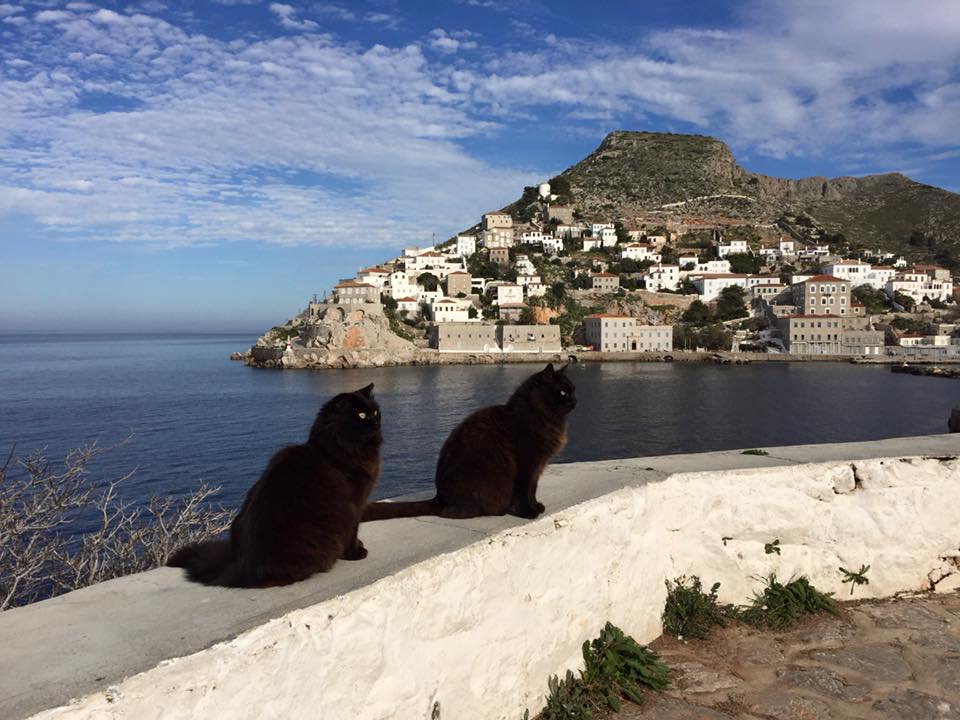 Best Things to Do in Hydra Greece:  2 black cats in Hydra port