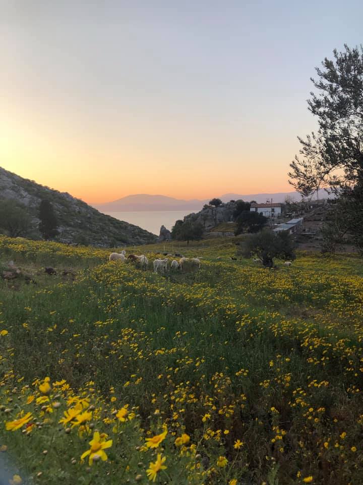 Best Things to Do in Hydra Greece:  a spring valley with flowers and horses
