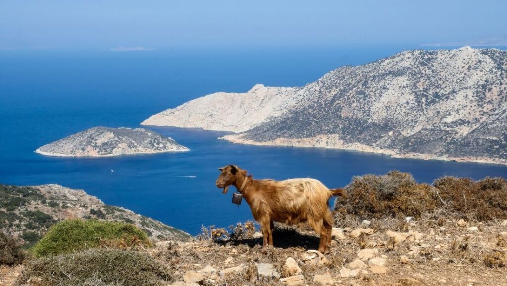 Amorgos Greece goat posing in a rugged landscape in Amorgos Island Greece.