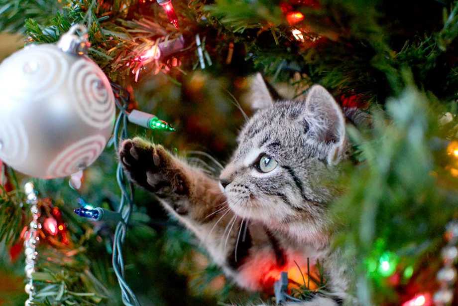 Christmas in Athens_ a kitty playing with Christmas tree decoration