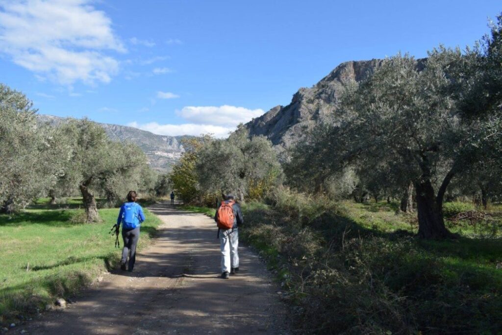 Greece in November. Evgenia and friend are hiking in olive valley Delphi