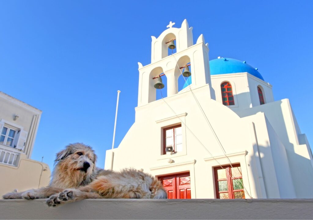 A dog in front of a Greek Church in Cyclades
