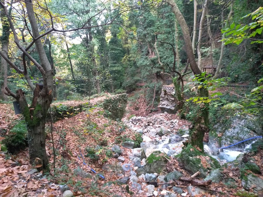 The Centaurus Trail with many trees.