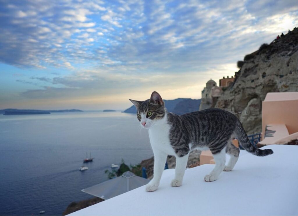 Kitty in Santorini walking on a wall.