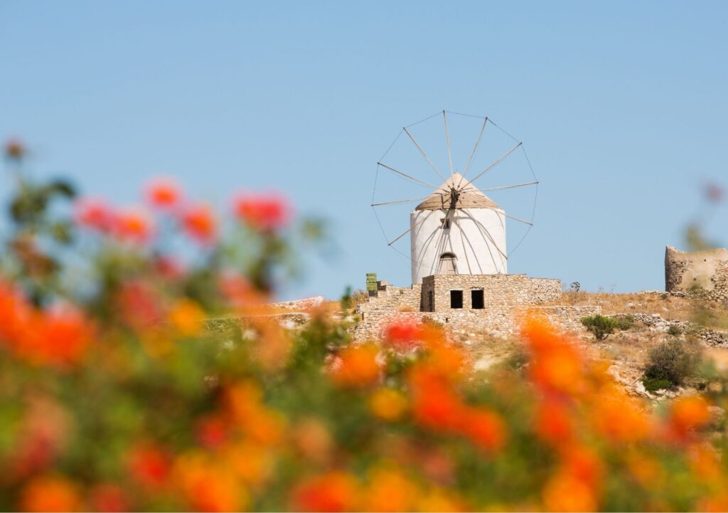 windmill and flowers in Paros