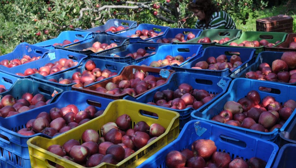 Zagorin Apples in baskets in Zagora Pelion. Zagora Greece.