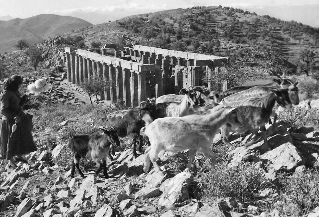 The Temple of Apollo around 1900 with a shepherd and goats. Temple of Apollo Epicurius at Bassae of Phigaleia.