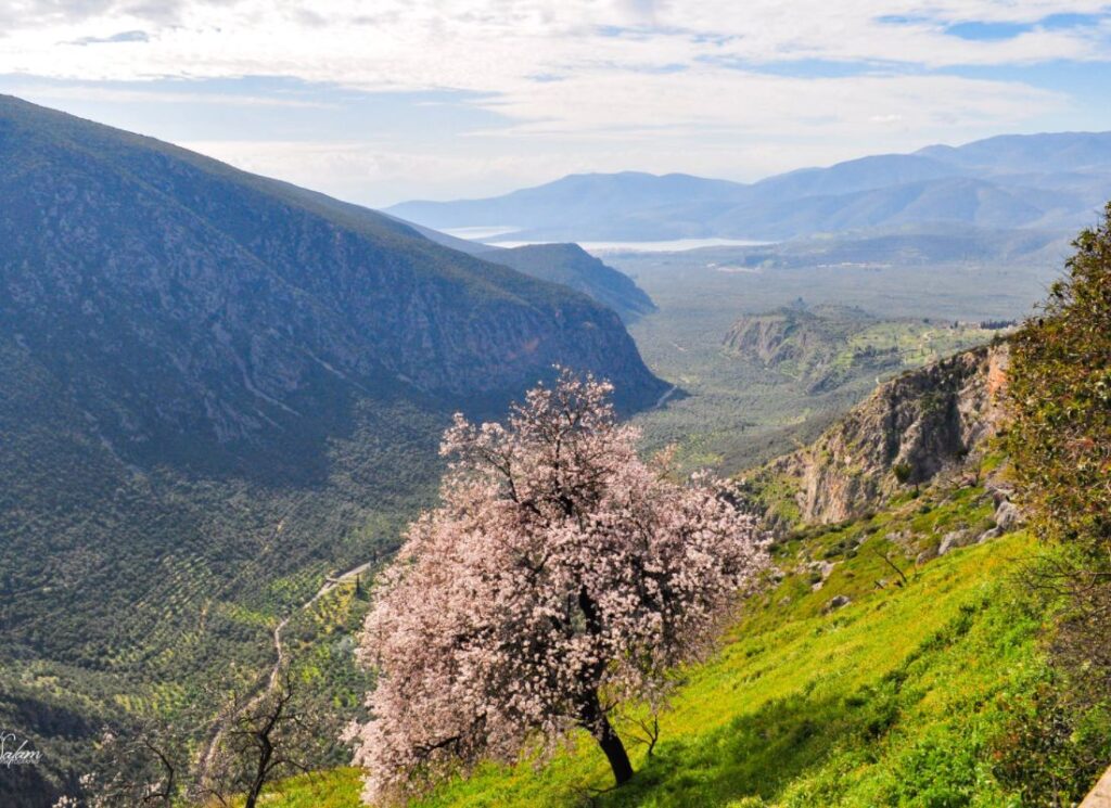 Best Places to Go to Greece in April, Olives in Delphi