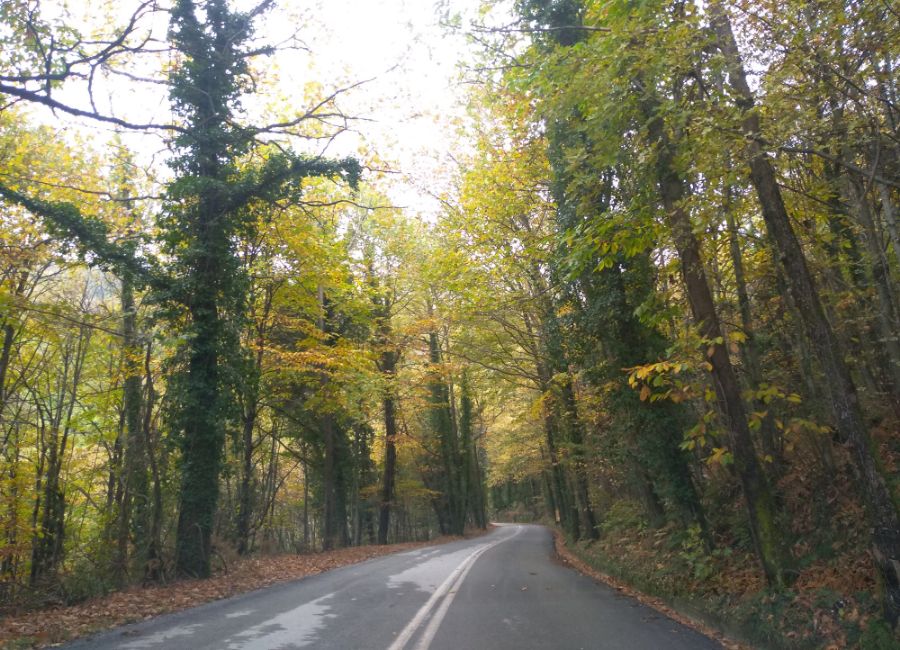 Tsagarada Pelion road in a forest