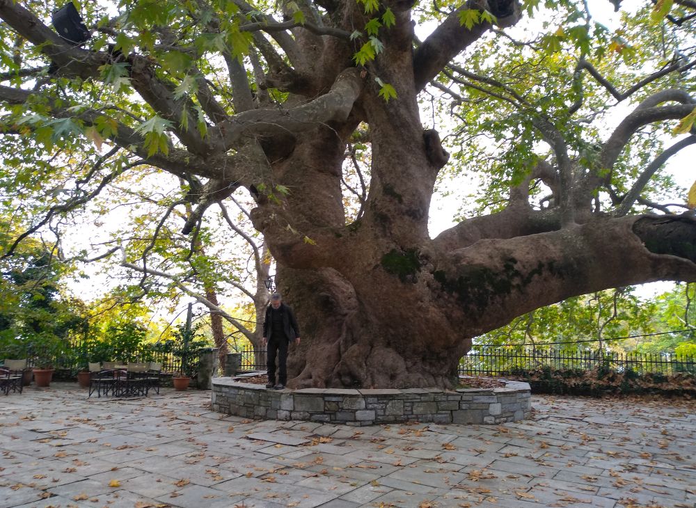 Tsagarada Pelion 1000 years old plane tree