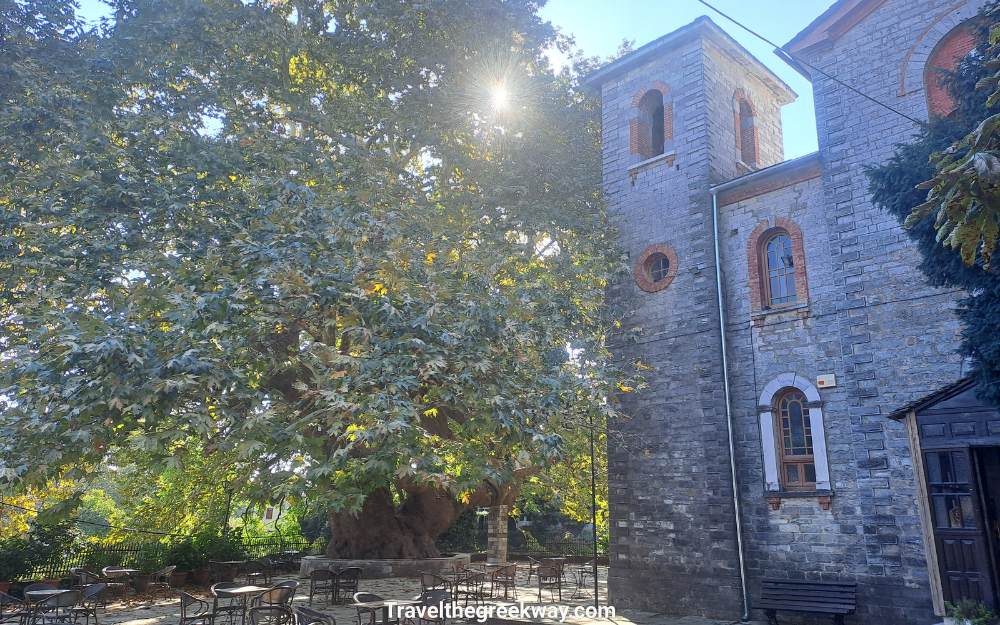 Giant plane tree beside Agia Paraskevi Church in Tsagarada’s central square.