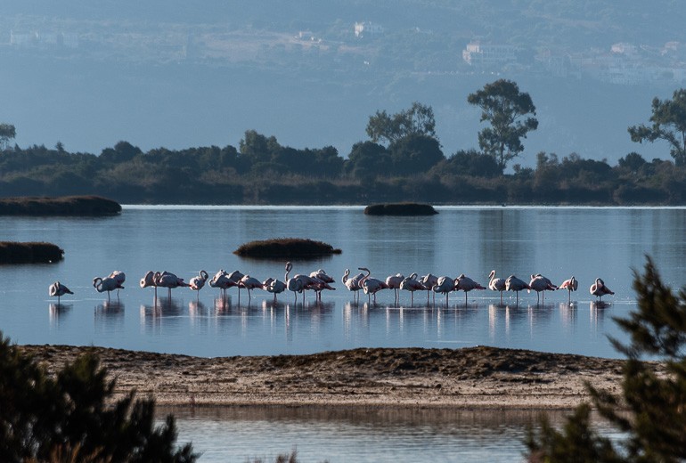 Many Flamingos in Gialova Lagoon.