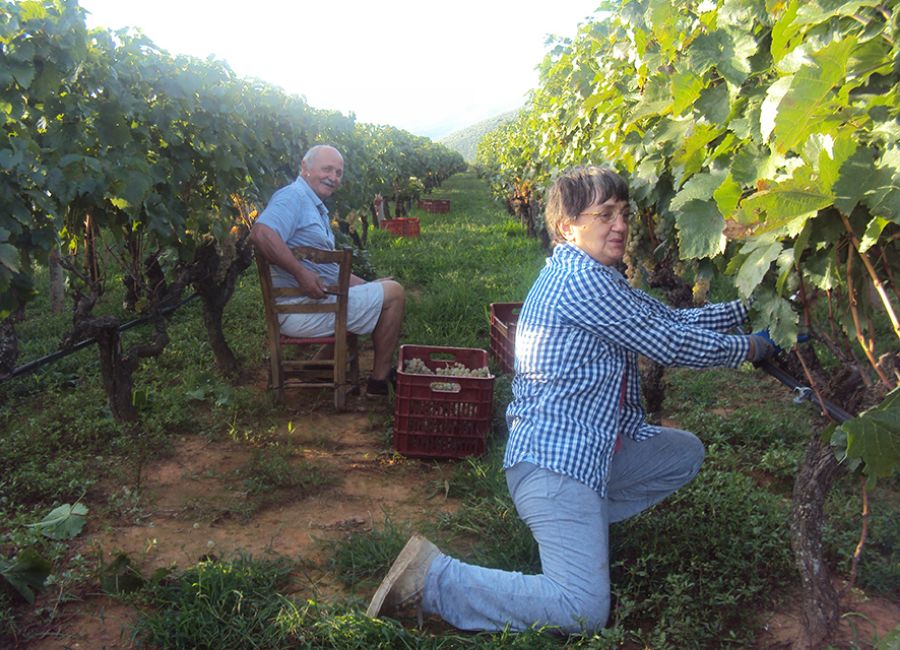 Greece in September Harvest in Karditsa