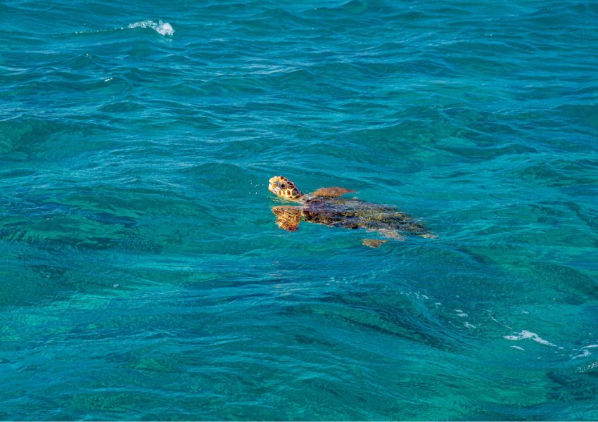 Things to do on Zakynthos Island: Caretta caretta turtle swimming in Zakynthos waters
