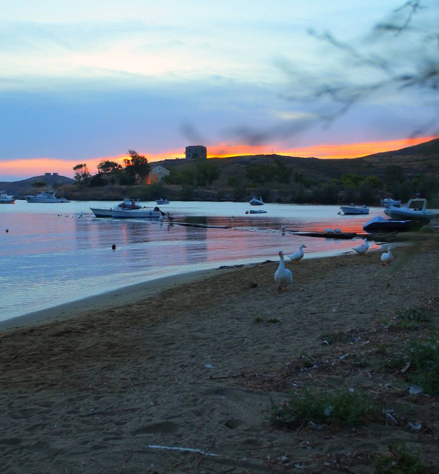 A view across a sandy beach with several white geese to a calm bay with boats, against a colorful sunset over a small hill with buildings, in Kea island Greece.