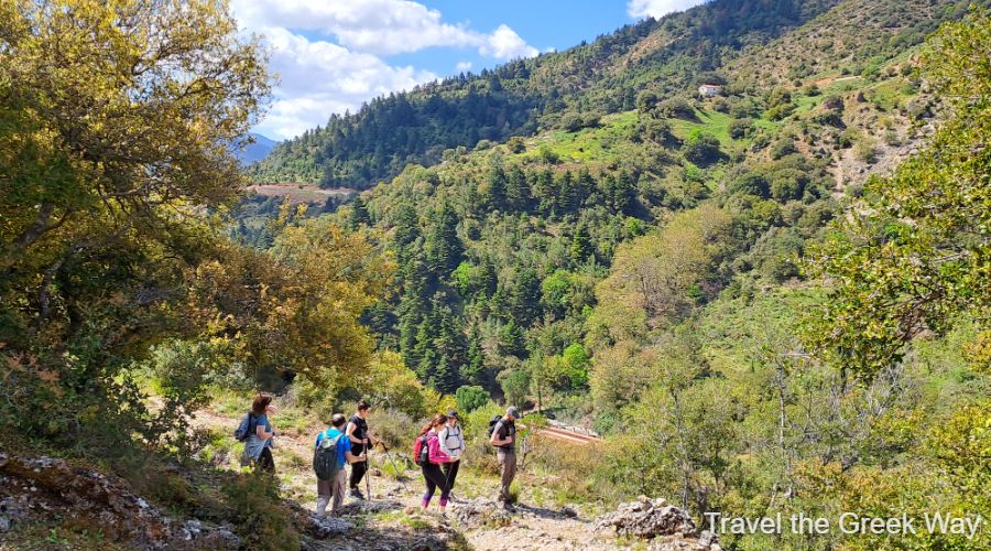 Hikers in Kalavrita Greece crossing forested Chelmos mountain, 