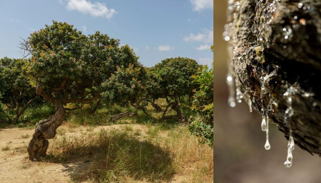 Chios Greece, the matsic tree and drop