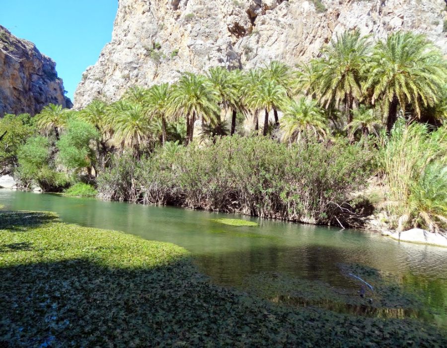 Things to Do in Rethymno Crete, Preveli palm forest