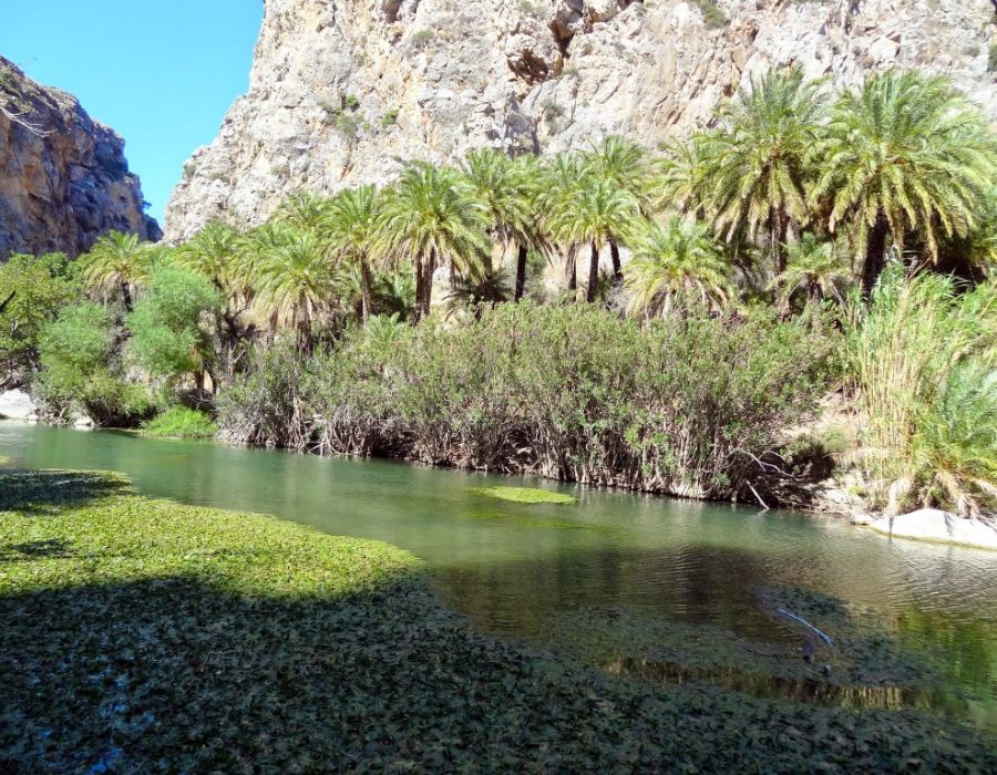 Serene river flowing through Preveli Gorge in Crete, lined with tall palm trees and rugged rocky cliffs.