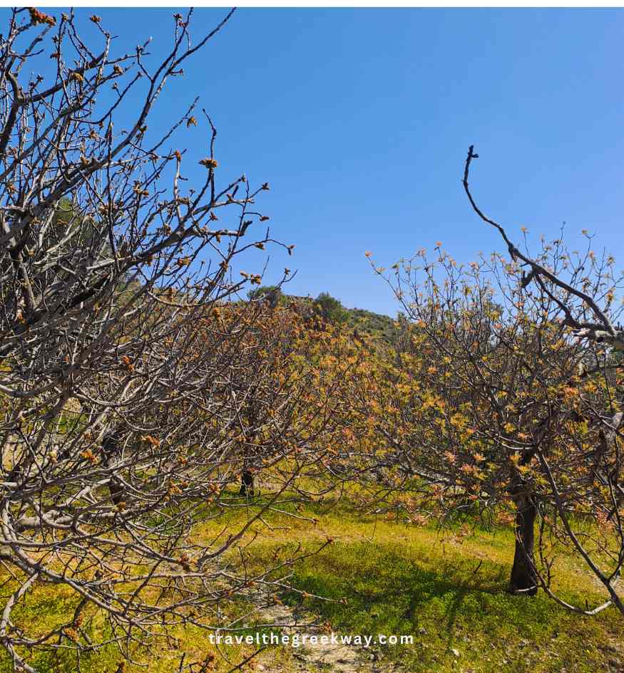 Rows of famous local pistachio trees growing in a sunny rural field on Aegina Island, Saronic Gulf, Greece.