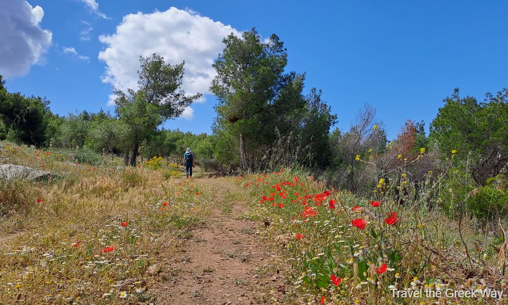 A hiker walking along a dirt trail through a meadow at Cape Sounion, Greece. The path is bordered by blooming wildflowers in red, yellow, and white, contrasting with the lush green grass and pine trees. The sky is bright blue with a few fluffy white clouds, creating a vibrant and peaceful setting. The hiker is wearing a backpack and sunhat, heading towards a shaded area surrounded by trees.






