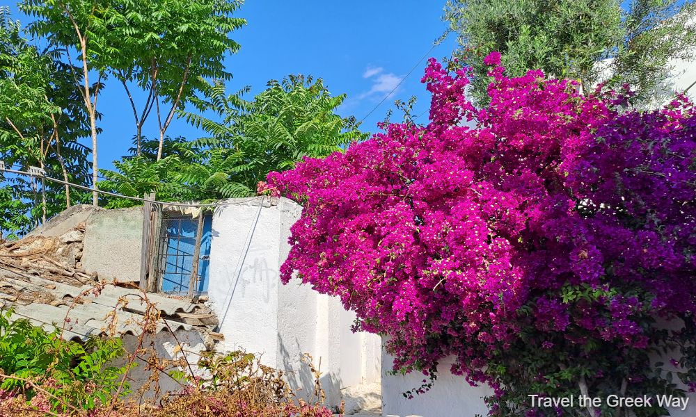 An old houses and a bougainvillea in Plaka Athens.
