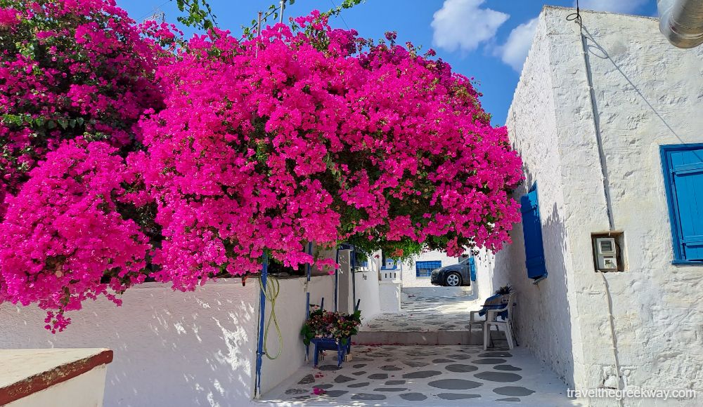 A large bright fuchsia bougainvillea plant covering a whitewashed alley in Aegina.